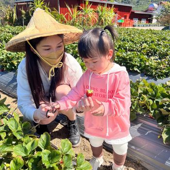 親子旅遊｜苗栗必玩-大湖採果記🍓