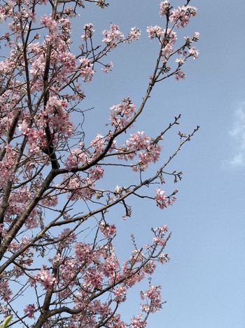 桜 さくら 🌸