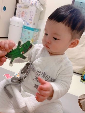 無糖綠的日常（認識動物）