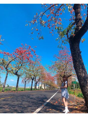 台南。木棉花