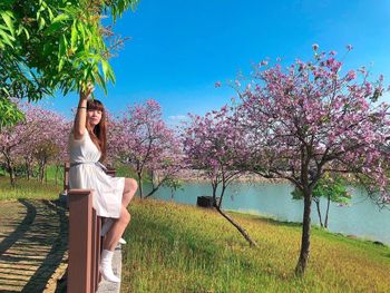 台南。羊蹄甲 彷彿櫻花🌸