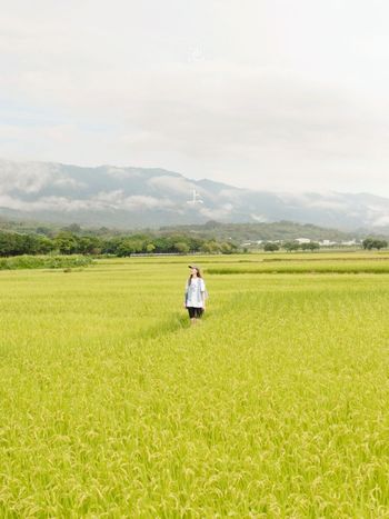 稻穗轉黃中，還不趕快來台東池上來場小旅行嗎