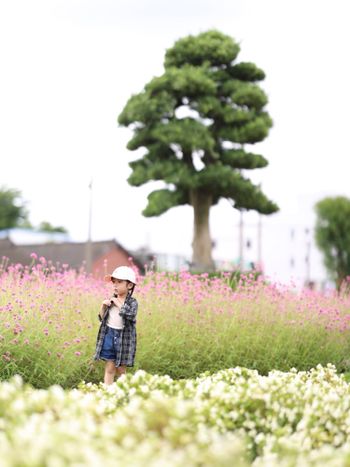 月月週末賞花去➳田尾董家花田