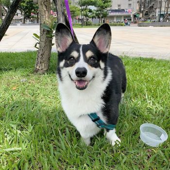 柯基犬