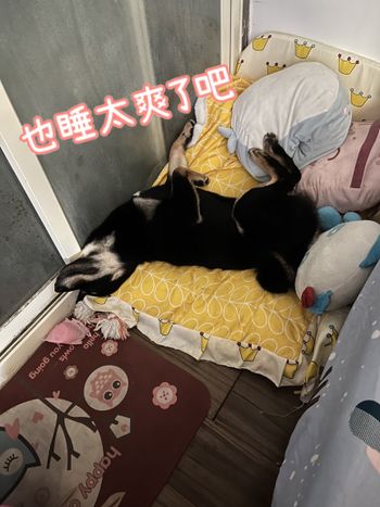 歐嚕嚕可愛日常