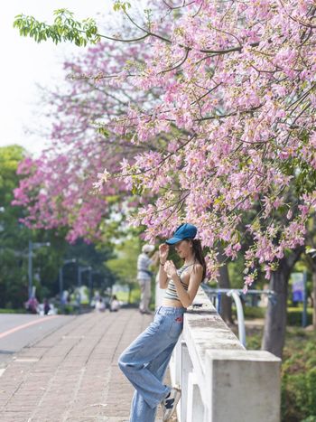 1022嘉義大學民雄校區美人樹盛開中