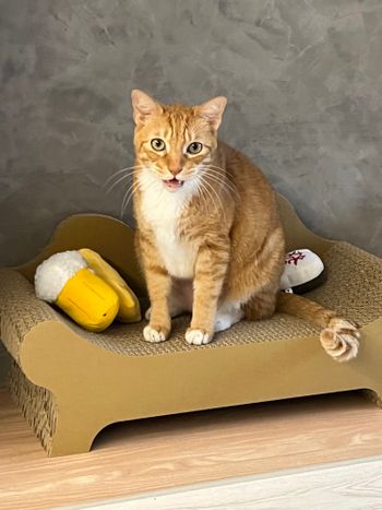 神貓與牠的小沙發