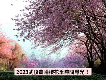 規劃過年走春必看！2023武陵農場絢麗夢幻櫻花海時間曝光！