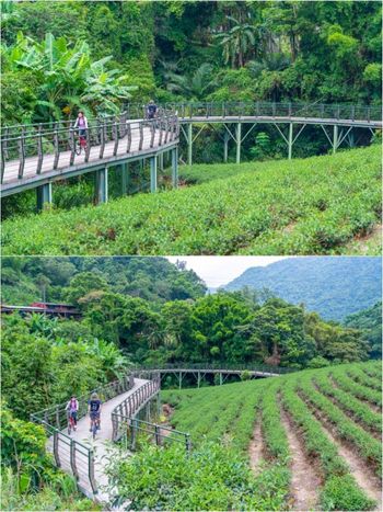 新北旅遊｜北台灣最美自行車道，漫遊私房茶園