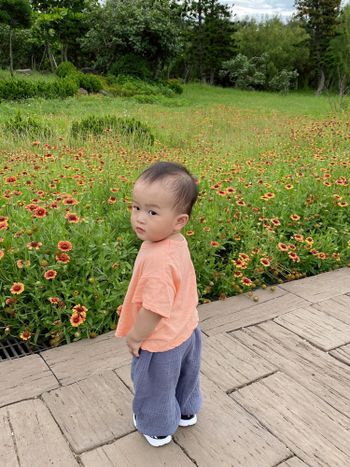 澎湖/天人菊