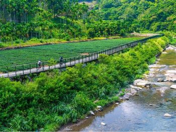 新北旅遊｜坪林秘境自行車道，雙輪緊貼溪岸茶園

