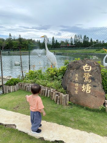 澎湖/白鷺