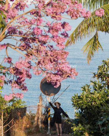 抓住花季的尾聲，台東太麻里海景搭配粉紅風鈴木花海