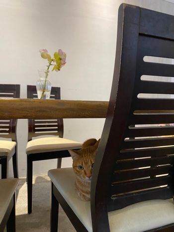 週末拎嘎逼｜南港隱藏巷弄咖啡廳還有隱藏版喵咪🐱