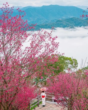 🦁Leo 小朋友才做選擇，花海雲海我都要 #兔DO吃喝玩樂