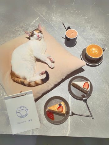 台北｜有親人的貓🐱又有草莓千層蛋糕🍰這裡是天堂吧👼