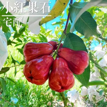 蓮霧產季來了！