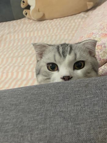 小貓咪