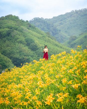 🦁Leo 金針花+山景，不用去台東也拍的到去台東也拍的到