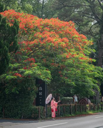 🦁Leo 鳳凰花加鳥居~還不錯吧!