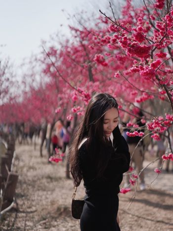 台中景點｜中科崴立櫻花公園