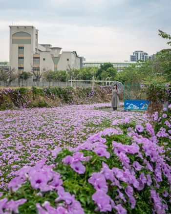 🦁Leo 台中居然有牽牛花海?