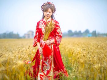 金門小麥田成熟季節