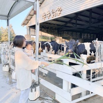 雲林免門票親子景點 📍千巧谷牛樂園牧場