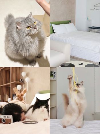 貓咪陪睡超療癒！宜蘭羅東住宿「Māode+貓的家」住宿訂房價格資訊一次看！