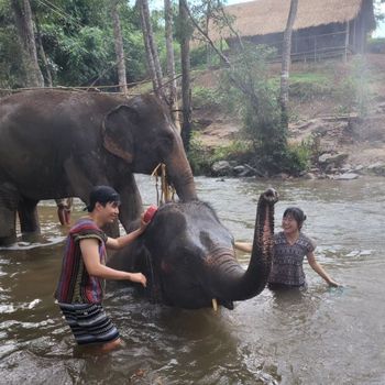 兩個人獨佔3隻大象🐘