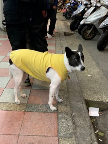 狗狗