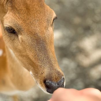 梅花鹿小碎片🦌🦌🦌