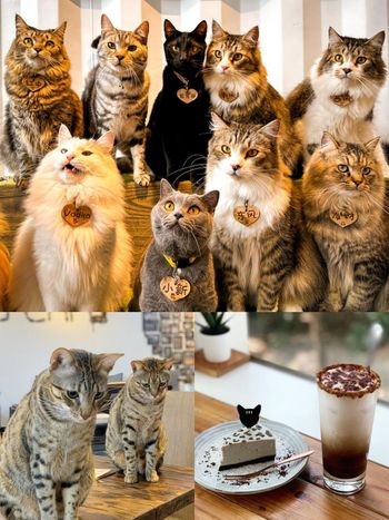 2023超人氣貓咪咖啡廳推薦Top6！被50隻貓貓包圍、超療癒豹貓甜點...貓癮患者必去這間！