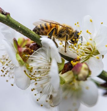 ‘’蜜‘食’