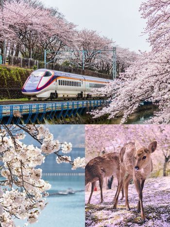 2024日本7大賞櫻景點推薦！東京粉白櫻海、奈良邊看小鹿邊賞櫻⋯手刀訂機票！