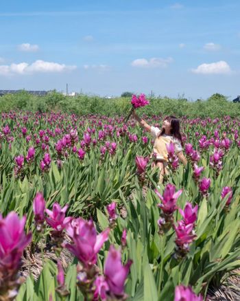 【彰化】季節限定　夏日最美的花