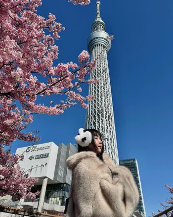 東京晴空塔の早櫻🌸🇯🇵2024必打卡！日本旅遊景點推薦
