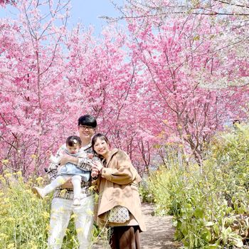 超美的櫻花🌸花海 📍新竹 尖石 財伯觀光果園