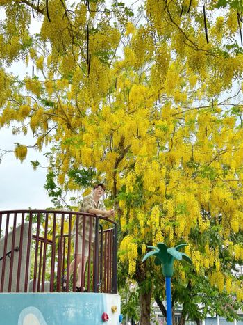 台中旱溪媽祖公園黃金雨