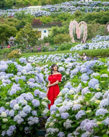 🦁Leo 曹家花田繡球花
