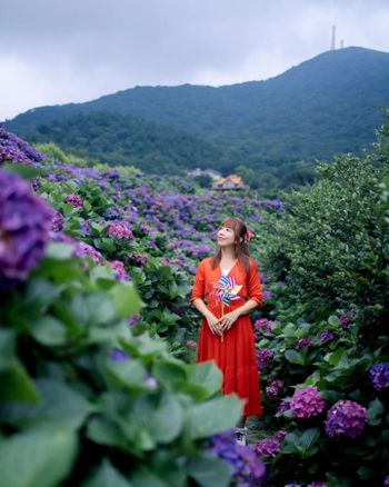 【台北景點】陽明山繡球花季