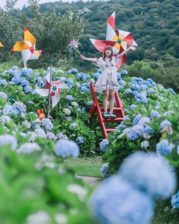 【台北景點】陽明山繡球花季