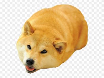 小黃