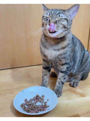 ［寵物］乾杯職人料理-牛舌漢堡排（犬貓適用）心得分享