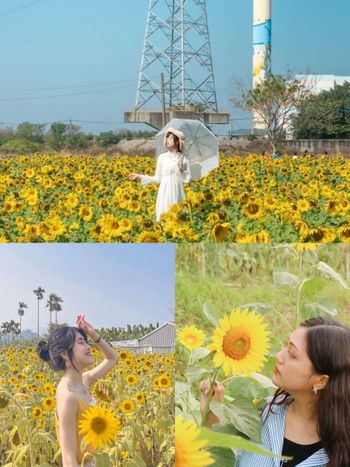2024全台5大向日葵景點懶人包！貓空步道、大佳河濱公園⋯無邊際金黃花海隨便拍都美翻！