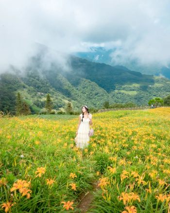 🦁Leo 太麻里金針花速報2