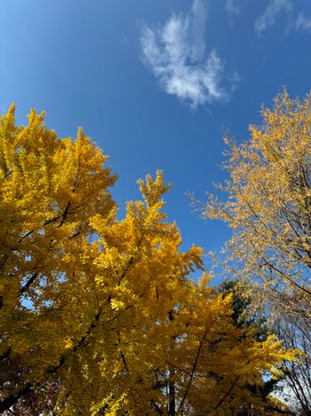 首爾大公園🇰🇷秋天賞銀杏楓葉景點推薦