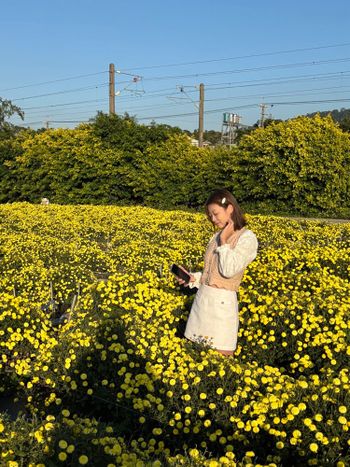 🌼杭菊花海秘境🌼