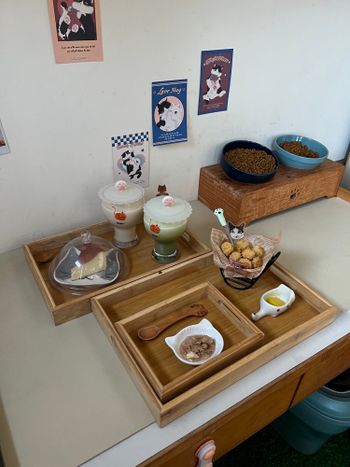 高雄隱密景點｜喵模會館🐈