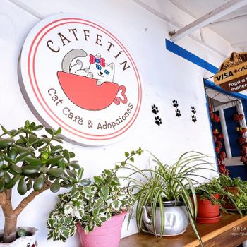 【祕魯-Cusco】2024庫斯科十大最佳咖啡館│貓咪咖啡廳│Catfetin Cat Cafe